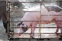 Nhân viên CP Việt Nam kênh giá thịt heo chiếm đoạt 3,6 tỷ đồng