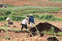 Dự án nuôi bò sữa của Công ty Bình Hà (ảnh tuoitre)