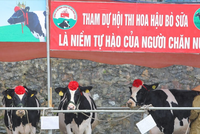 Tháng 10 về Mộc Châu xem thi Hoa hậu Bò sữa