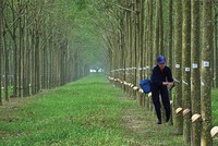 Cao su Phước Hòa (PHR) đã nhận hỗ trợ 456 tỷ động đền bù đất dự án Khu công nghiệp Nam Tân Uyên