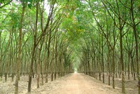 Đầu tư Sài Gòn VRG (SIP) trở thành cổ đông lớn thứ 2 tại Cao su Tây Ninh (TRC)