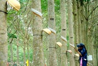 Tập đoàn Công nghiệp Cao su Việt Nam (GVR), quý II/2020 lợi nhuận 513,4 tỷ đồng, giảm 31%