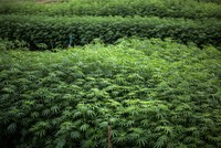 Thái Lan mở rộng lĩnh vực cần sa y tế để hỗ trợ tăng trưởng kinh tế