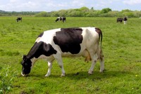 Mộc Châu Milk dự kiến đăng ký giao dịch trên UPCoM thay vì HOSE