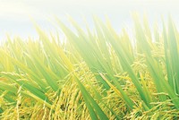 Giống cây trồng Miền Nam (SSC): 9 tháng đầu năm hoàn thành được 87% kế hoạch lợi nhuận