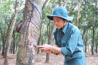 Cao su Đồng Phú (DPR): Quý IV/2020 lợi nhuận đạt 40,7 tỷ đồng, giảm gần 52%