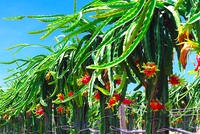 Nông nghiệp Quốc tế Hoàng Anh Gia Lai (HNG) có Tổng Giám đốc mới từ Thaco