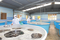 Quý I/2021, chi phí bán hàng tăng cao dẫn tới lợi nhuận Thủy sản Minh Phú (MPC) giảm 51,7% về 26,6 tỷ đồng