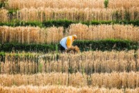 Giá thực phẩm cao nhất trong hàng thập kỷ đang ảnh hưởng đến người tiêu dùng và doanh nghiệp châu Á