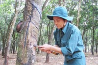 Quỹ ngoại giảm sở hữu tại Cao su Đồng Phú (DPR)