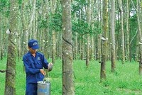 Cao su Đồng Phú (DPR) chuẩn bị trả cổ tức tiền mặt năm 2020 với tỷ lệ 15%