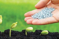 Giá phân bón tiếp tục tăng cao do ảnh hưởng từ khủng hoảng năng lượng