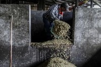 Cà phê lên mức giá cao nhất trong 10 năm do tắc nghẽn chuỗi cung ứng