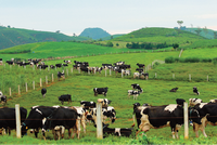 Mộc Châu Milk (MCM): Quý I/2022, lợi nhuận tăng mạnh lên 85,69 tỷ đồng