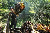 Malaysia đặt mục tiêu giành lại thị phần dầu cọ ở EU trong bối cảnh thiếu hụt toàn cầu