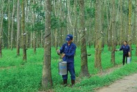 Vinaruco (VRG): Hoán đổi cổ đông lớn có cùng người đại diện pháp luật 