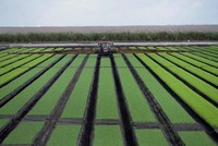 Tập đoàn phân bón Yara: Thực phẩm có thể là một vũ khí đang được sử dụng