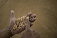 Trả nợ hay để tiền mua thực phẩm - sự lựa chọn bất khả thi của một số quốc gia