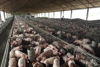 Ngày 23/6, Dabaco Việt Nam (DBC) chốt danh sách cổ đông nhận cổ tức 5%