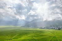 Giá gạo có thể là mặt hàng tăng mạnh kế tiếp giữa bão giá lương thực