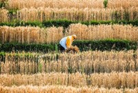 "Chúng ta nên lo lắng về giá thực phẩm nhiều hơn là xăng dầu"