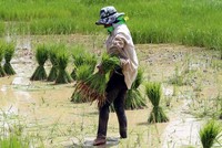 Nikkei: Việt Nam và Thái Lan sẽ hội đàm về việc tăng giá xuất khẩu gạo