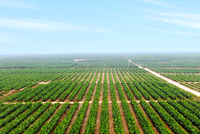 9 tháng đầu năm, Hoàng Anh Gia Lai (HAG) ghi nhận lãi 890,49 tỷ đồng nhờ hoàn nhập dự phòng