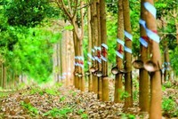 Cao su Phước Hoà (PHR): Cổ phiếu giảm 57,1% từ đỉnh nhưng lãnh đạo không mua hết với lý do điều kiện thị trường không phù hợp