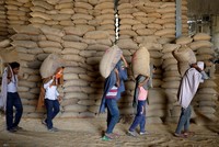 Ấn Độ có thể gia hạn lệnh cấm xuất khẩu lúa mì để bảo toàn nguồn cung trong nước