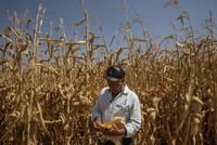 Trung Quốc đặt mục tiêu tăng năng suất ngũ cốc dưới sự thúc đẩy an ninh lương thực mới