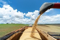 Hiện tượng El Nino có thể khiến giá lương thực biến động mạnh hơn