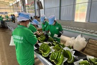 Hoàng Anh Gia Lai (HAG): Em trai Chủ tịch Đoàn Nguyên Đức đăng ký toàn ra toàn bộ 488.934 cổ phiếu