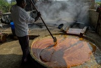 Công nhân chuẩn bị đường thốt nốt, đường mía chưa tinh luyện tại một nhà máy ở Modinagar, Ấn Độ