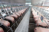 BaF Việt Nam (BAF): Năm 2023, đặt kế hoạch lợi nhuận tăng nhẹ và đổi trụ sở 