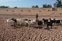 Một người dân đang lùa đàn cừu trên lòng hồ chứa nước vào ngày 25/5/2023 tại Côn Minh, tỉnh Vân Nam, Trung Quốc