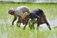 Quốc gia nào sẽ bị ảnh hưởng lớn nhất bởi lệnh cấm xuất khẩu gạo của Ấn Độ