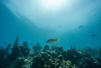 Nhiệt độ đại dương đang nóng kỷ lục