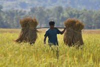 Giá gạo toàn cầu tăng lên gần mức cao nhất trong 12 năm 