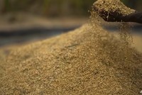 Ấn Độ cho phép xuất khẩu gạo sang Singapore