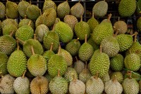 Nhu cầu sầu riêng tăng 400% do cơn sốt ở Trung Quốc