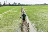 Giá gạo tăng đột biến cho thấy sự gián đoạn lương thực do biến đổi khí hậu