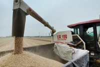 Mưa lớn làm gián đoạn việc trồng lúa mì ở một số khu vực của Trung Quốc