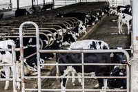 Ngành sữa Đông Nam Á đang thu hút sự chú ý từ các quỹ đầu tư lớn