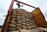 Sản lượng gạo ở Ấn Độ giảm mở đường cho việc hạn chế xuất khẩu kéo dài