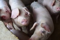 Giá thịt lợn Trung Quốc được dự báo sẽ tiếp tục duy trì ở mức thấp