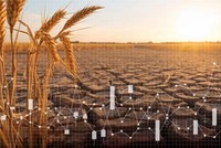 Giá gạo tăng cao gây áp lực lạm phát ở châu Á