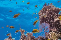 Blue bond, trái phiếu tài trợ cho các dự án bảo tồn nước đang tiến đến "điểm bùng phát"