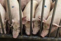 Trung Quốc cố gắng ổn định đàn lợn khi giá thịt lợn lao dốc