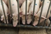 Giá thịt lợn tại Trung Quốc phục hồi giúp nông dân thoát khỏi thua lỗ kéo dài