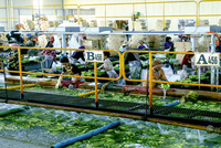 Nhóm Công ty Chứng khoán LPBank đã nâng sở hữu tại Hoàng Anh Gia Lai (HAG) lên 8,47%